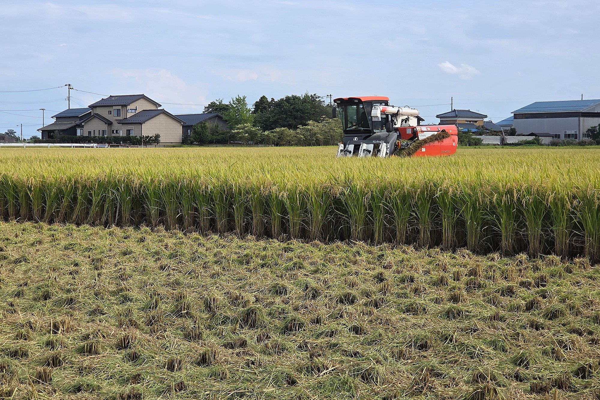 rice_1_3x2