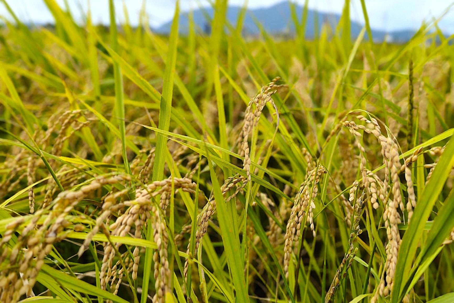 rice_2_3x2