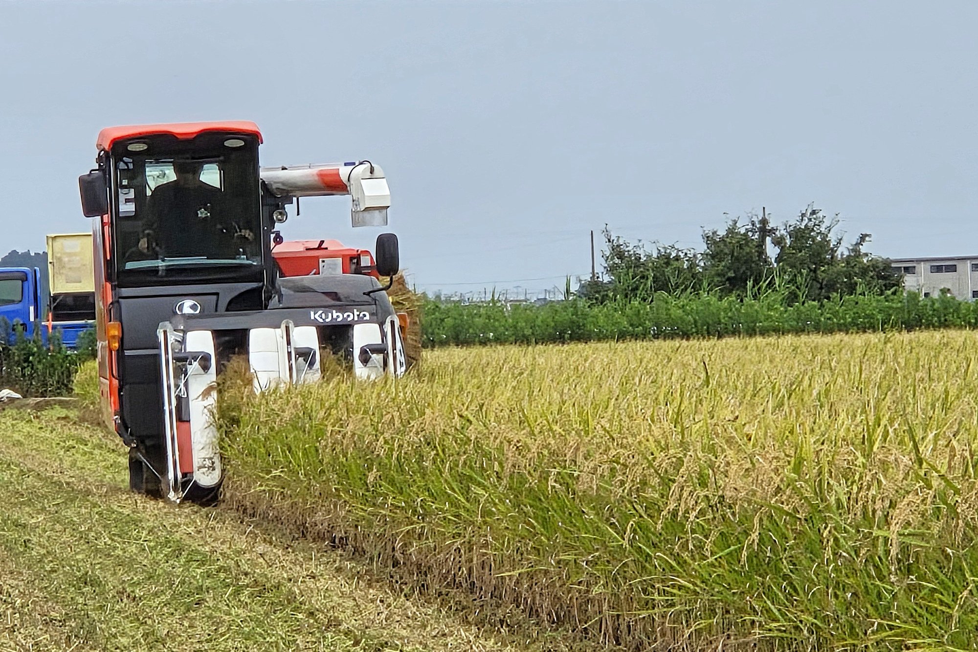 rice_3_3x2
