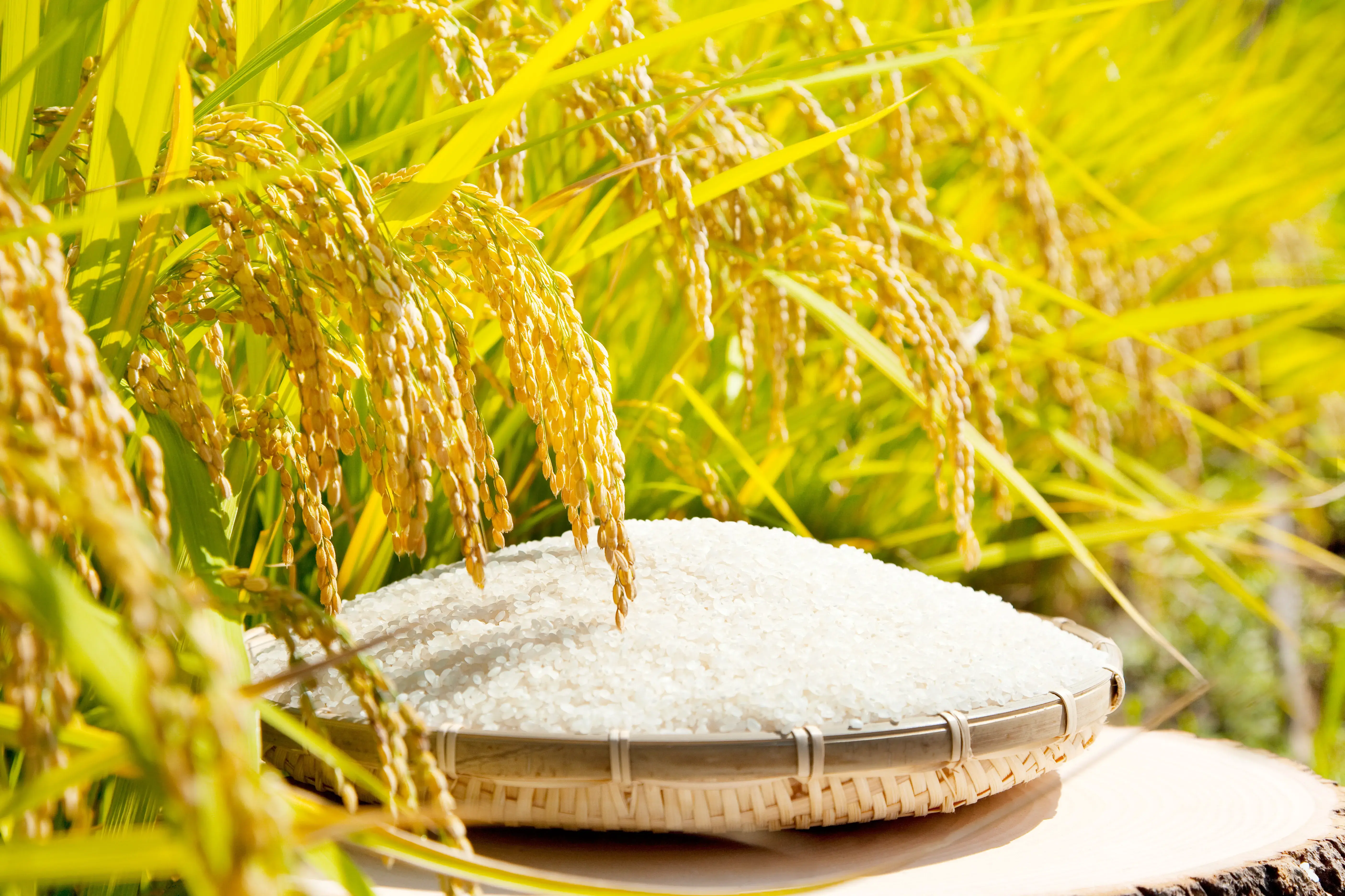 AdobeStock_33849092 AdobeStock_33849092